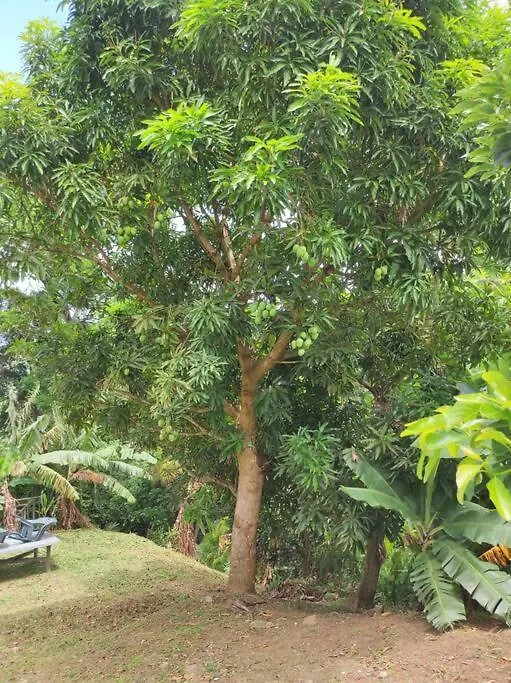 L'Eucalyptus 호텔 라 트리니테